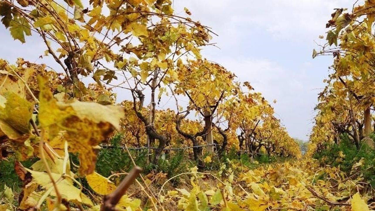Sarıgöl'de Kartpostallık Sonbahar: Bağlarda Budama Çalışmaları Sürüyor