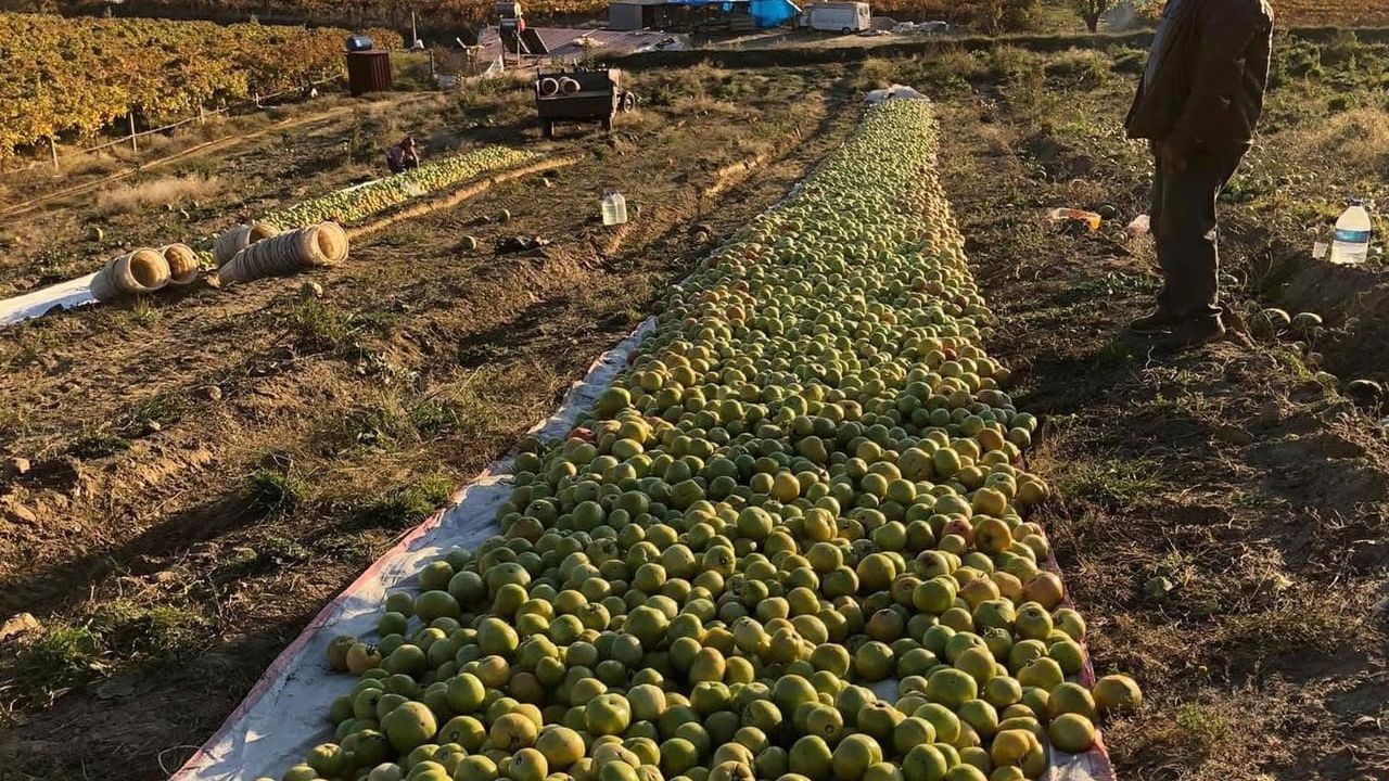 Sarıgöl'de kırağı tehdidi: gök domatesler serada ve naylonda olgunlaşıyor