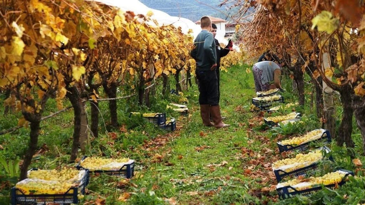 Sarıgöl'de Sultaniye Üzüm Hasadı Sona Yaklaşıyor — 2025