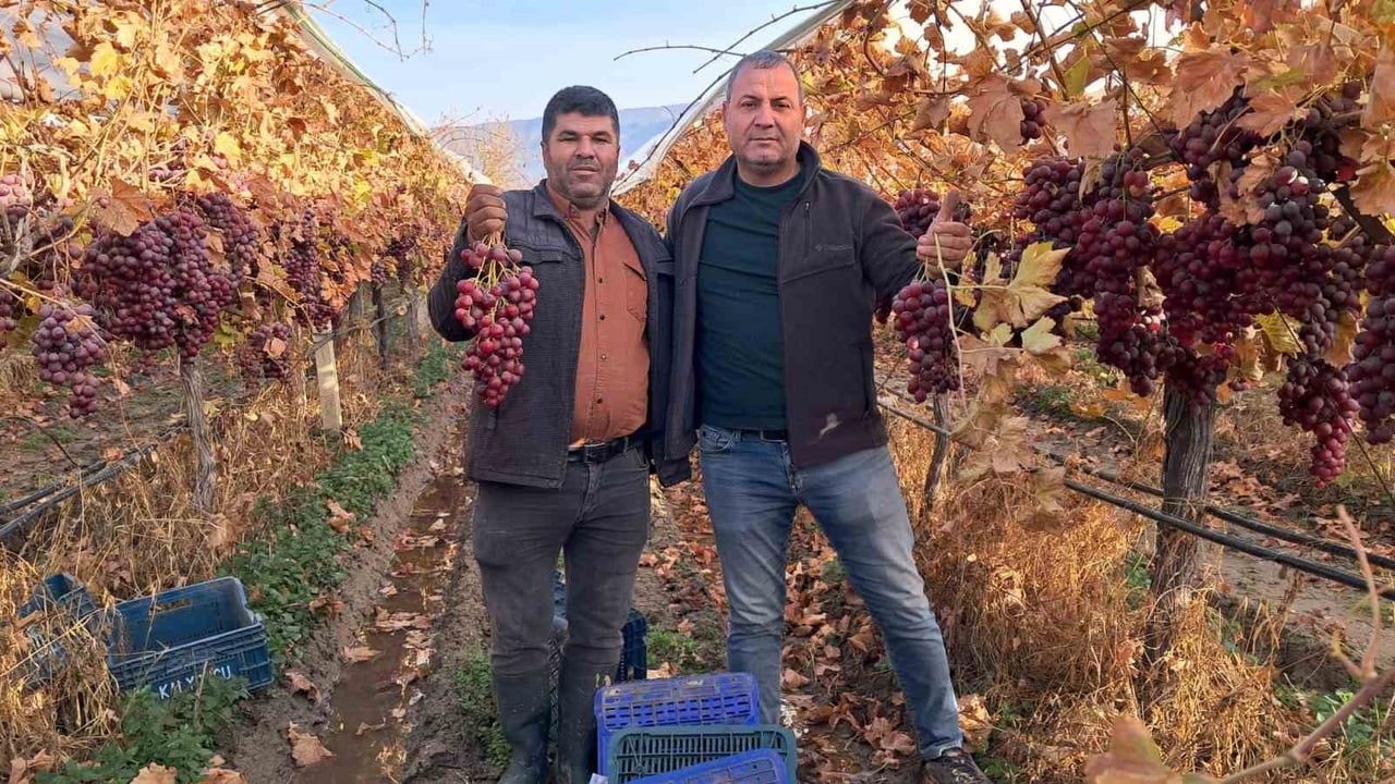 Sarıgöl'de Sultaniye ve Red Globe Üzümler Bağdan Sofraya Yeni Yıl İçin Hazır