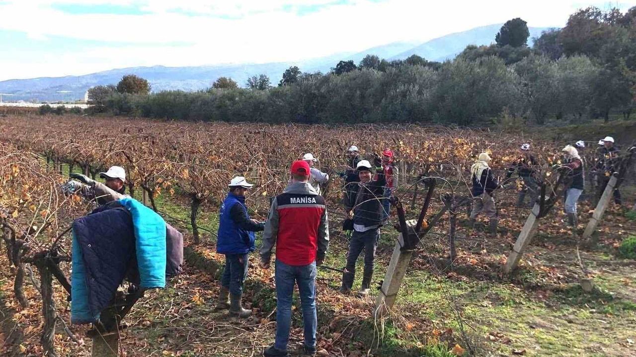 Sarıgöl'de Üzüm Bağlarında Doğru Budama İçin Yerinde Eğitim