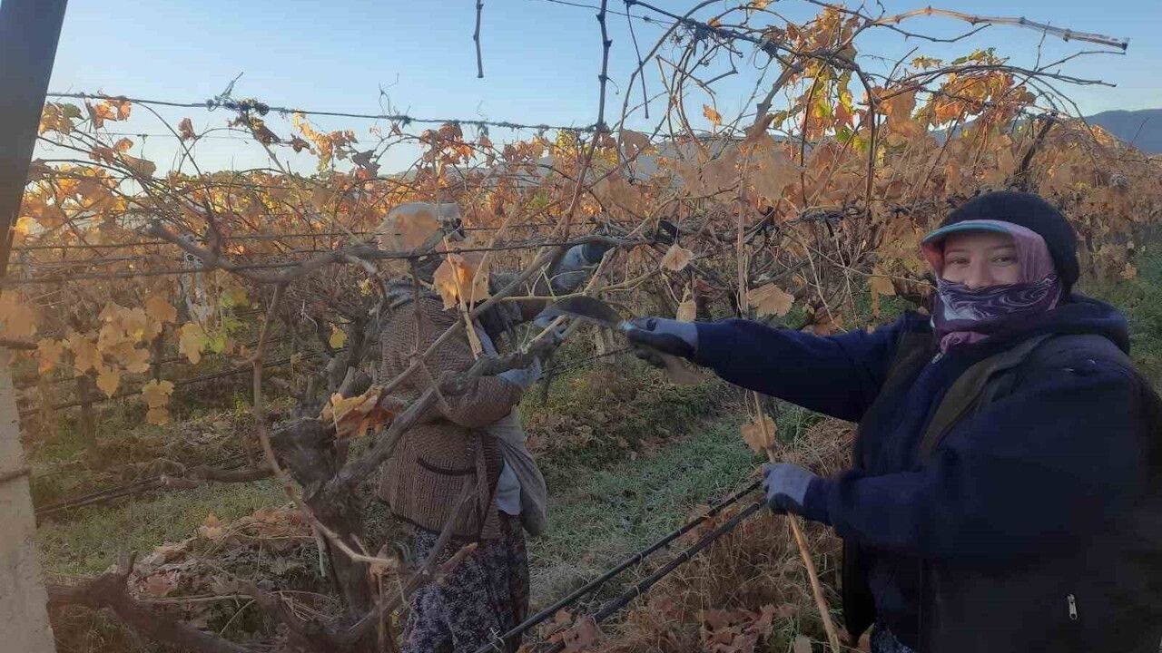 Sarıgöl'de Üzüm Bağlarında Kadın İstihdamı Artıyor