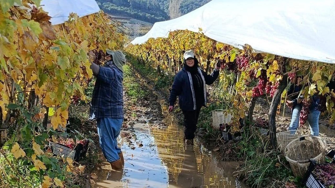 Sarıgöl'de Yağmura Rağmen Üzüm Hasadı Sürüyor - Red Globe ve Sultaniye