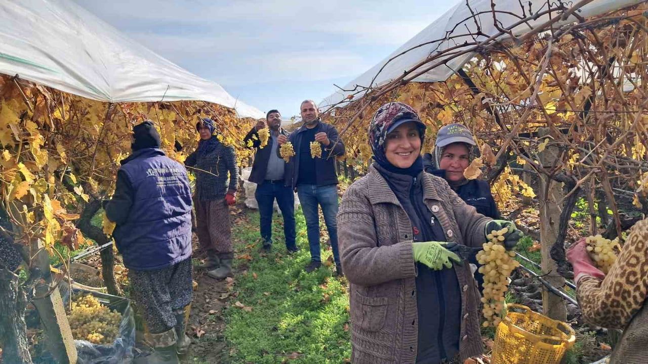 Sarıgöl'de Yılbaşı Üzümleri Hasada Başladı — Coğrafi İşaretli Sultaniye