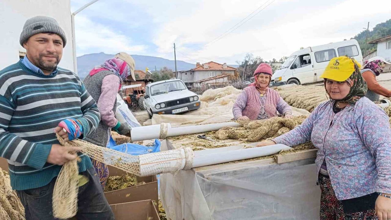 Selendi'de Tütün Hasadı Sona Erdi, Kolileme Mesaisi Başladı