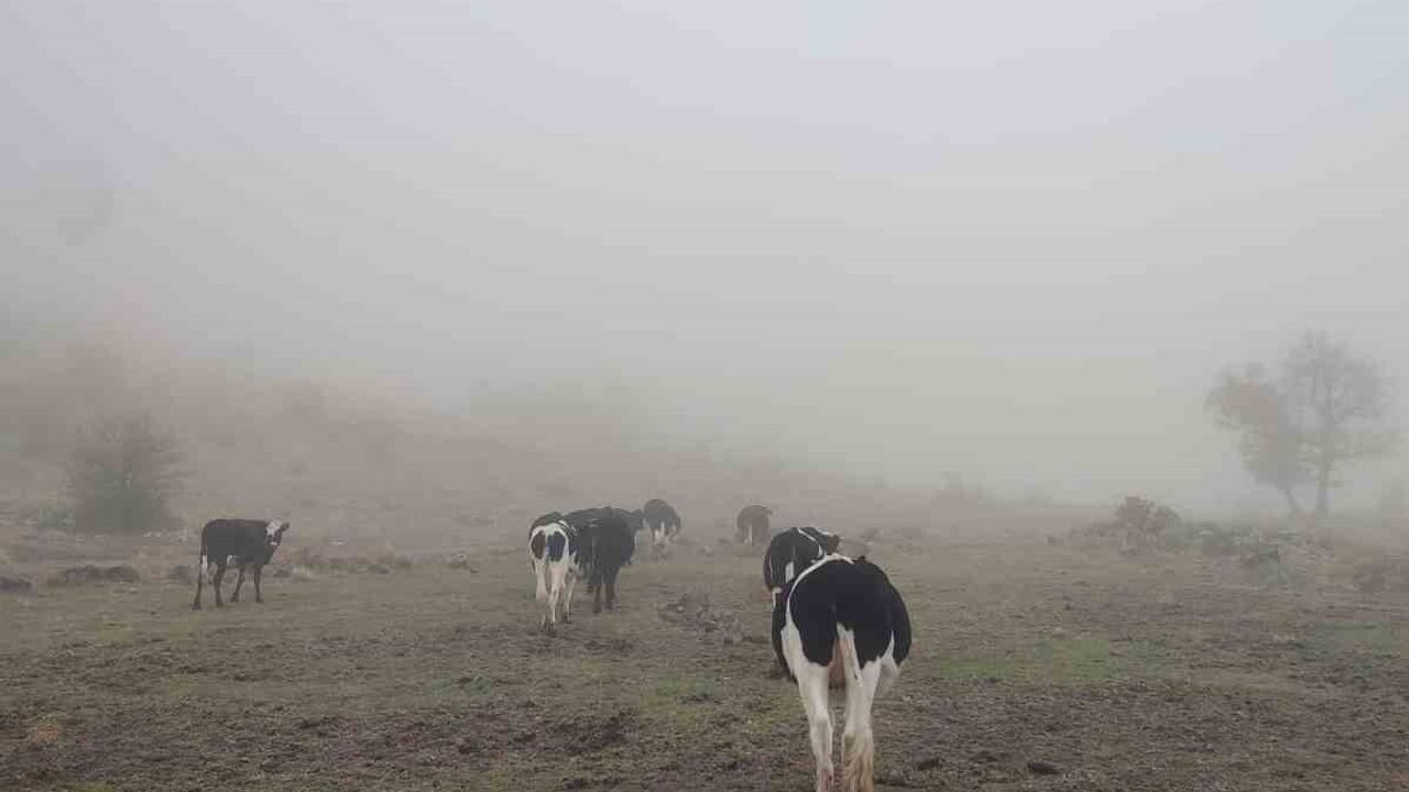 Seydişehir'de Kaybolan 11 Büyükbaş Hayvanı Jandarma Anamur Yaylası'nda Buldu