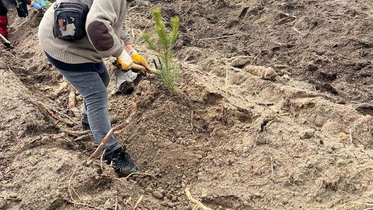 Seyitgazi'de Yangın Bölgesine 450 Fidan Dikildi — Zodyak Doğa Yürüyüşü Anma Etkinliği