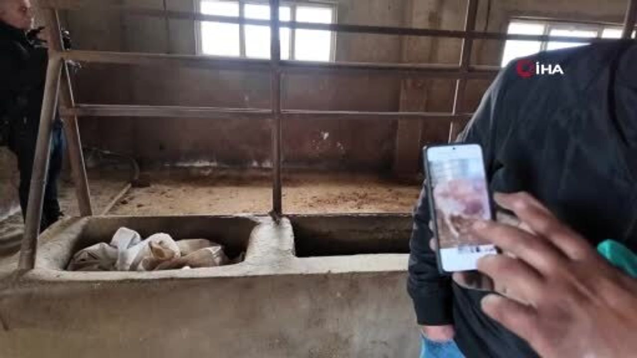 Siirt'te 3,5 Ayda 54 Büyükbaş Telef: Besicinin Zararı 8 Milyon Lira