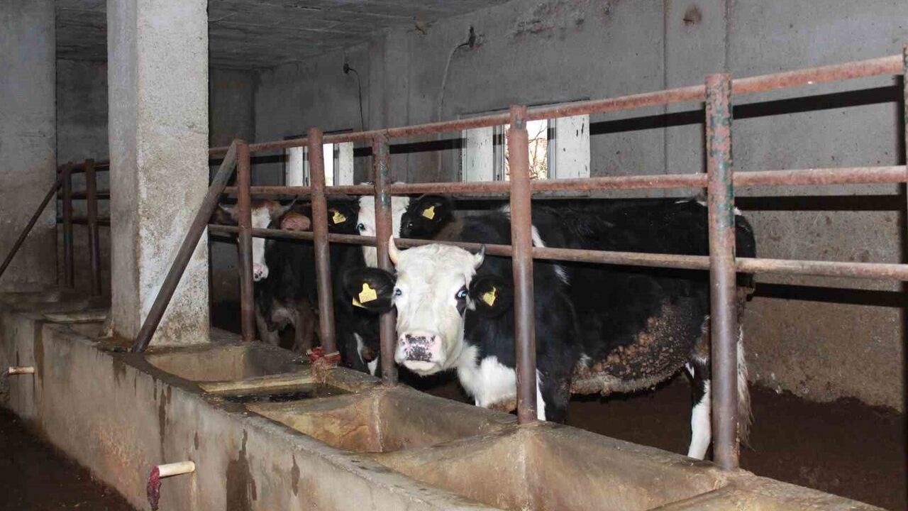 Siirt'te 54 Büyükbaş Telef: Besicinin Zarar 8 Milyon TL