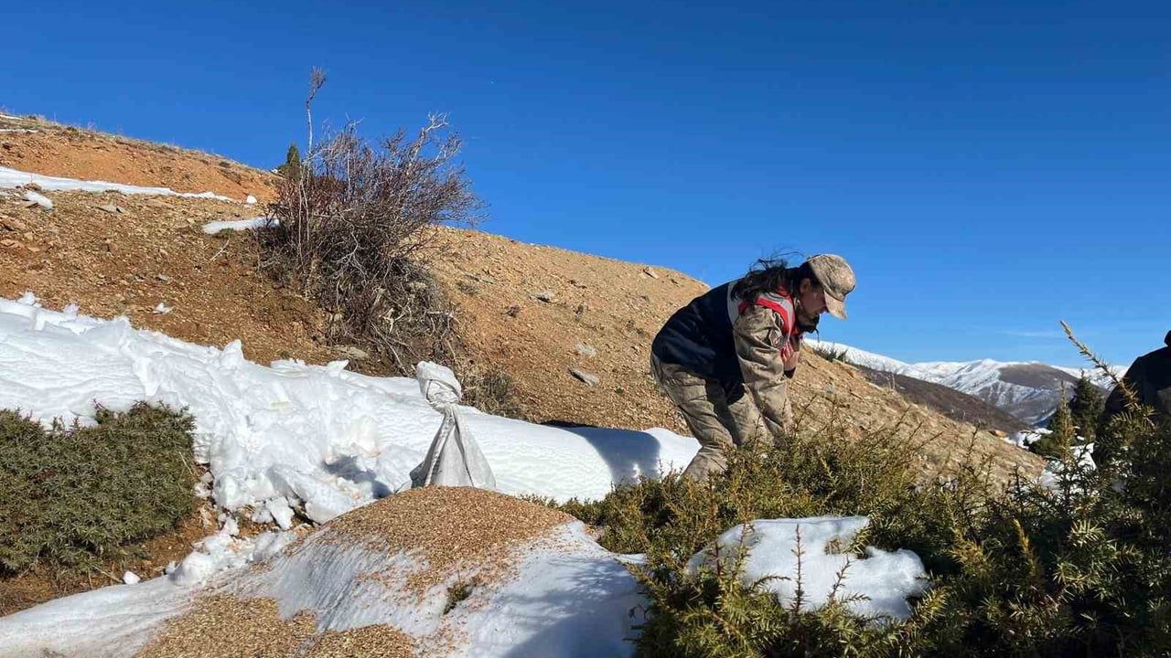 Siirt'te 750 Kilo Yem Bırakıldı: Yaban Hayvanlarına Destek