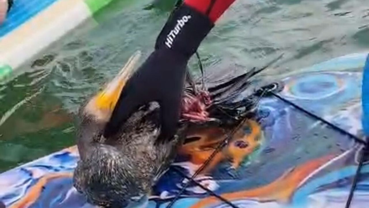 Siirt'te Botan Vadisi'nde Yaralı Karabatak Kurtarılamadı