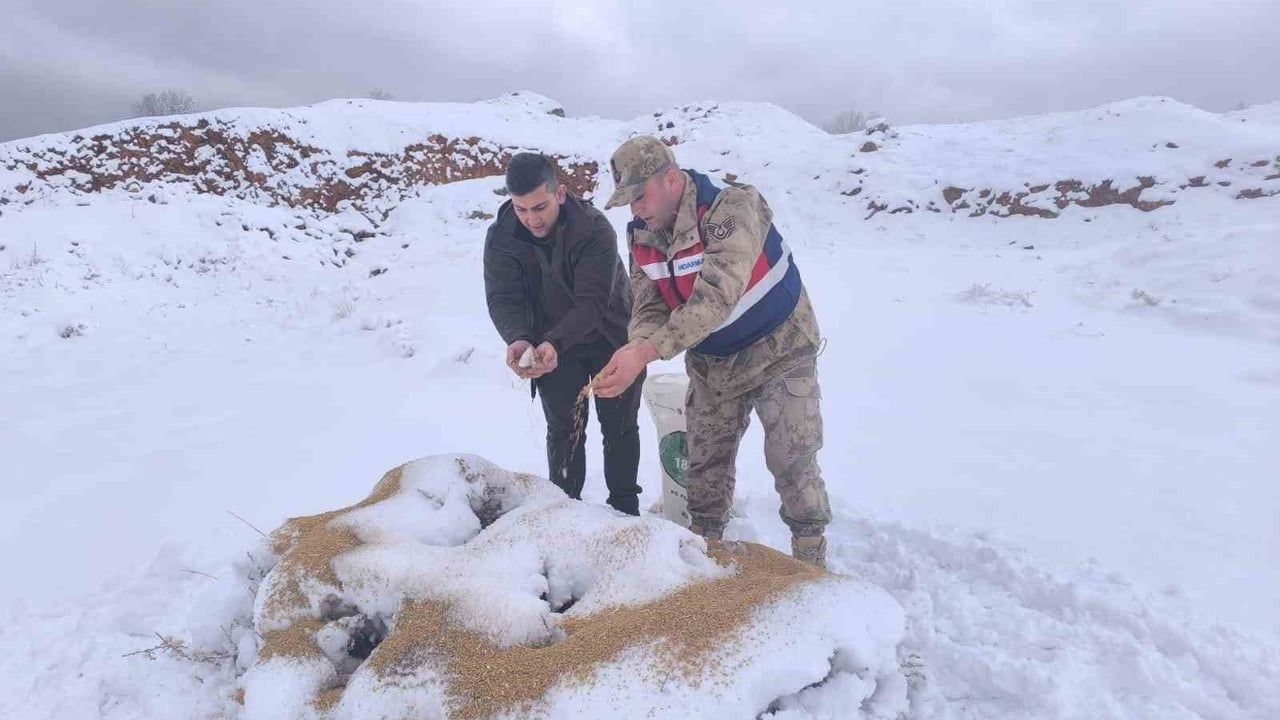 Siirt'te kar altındaki yaban hayvanlarına 750 kilo yem bırakıldı
