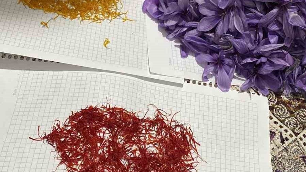 Siirt'te Safran Üretiminde İlk Başarılı Deneme