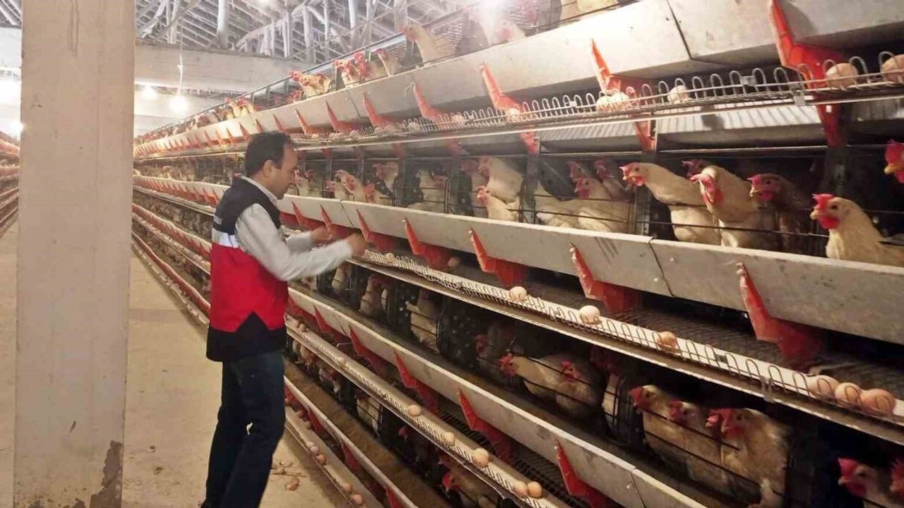 Simav'da 12 bin tavuk kapasiteli işletmeye yumurta paketleme onayı