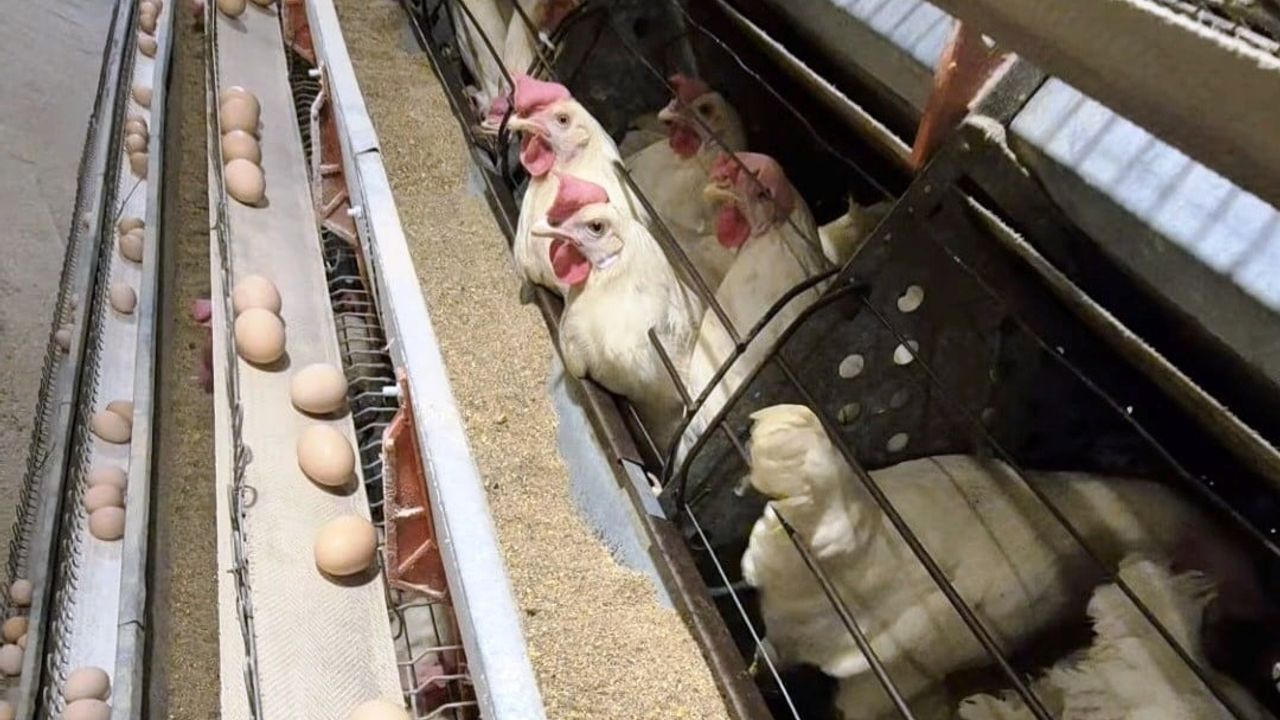 Simav'da Yeni Yumurtacı Tavukçuluk İşletmesine İlk Resmi Denetim