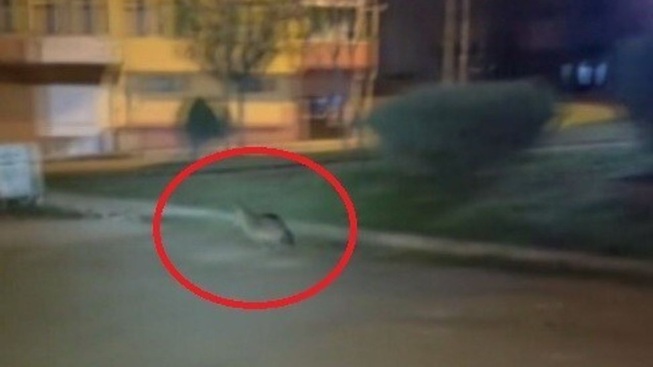 Sinop’ta Aç Kalan Çakal Boyabat Merkezine İndi