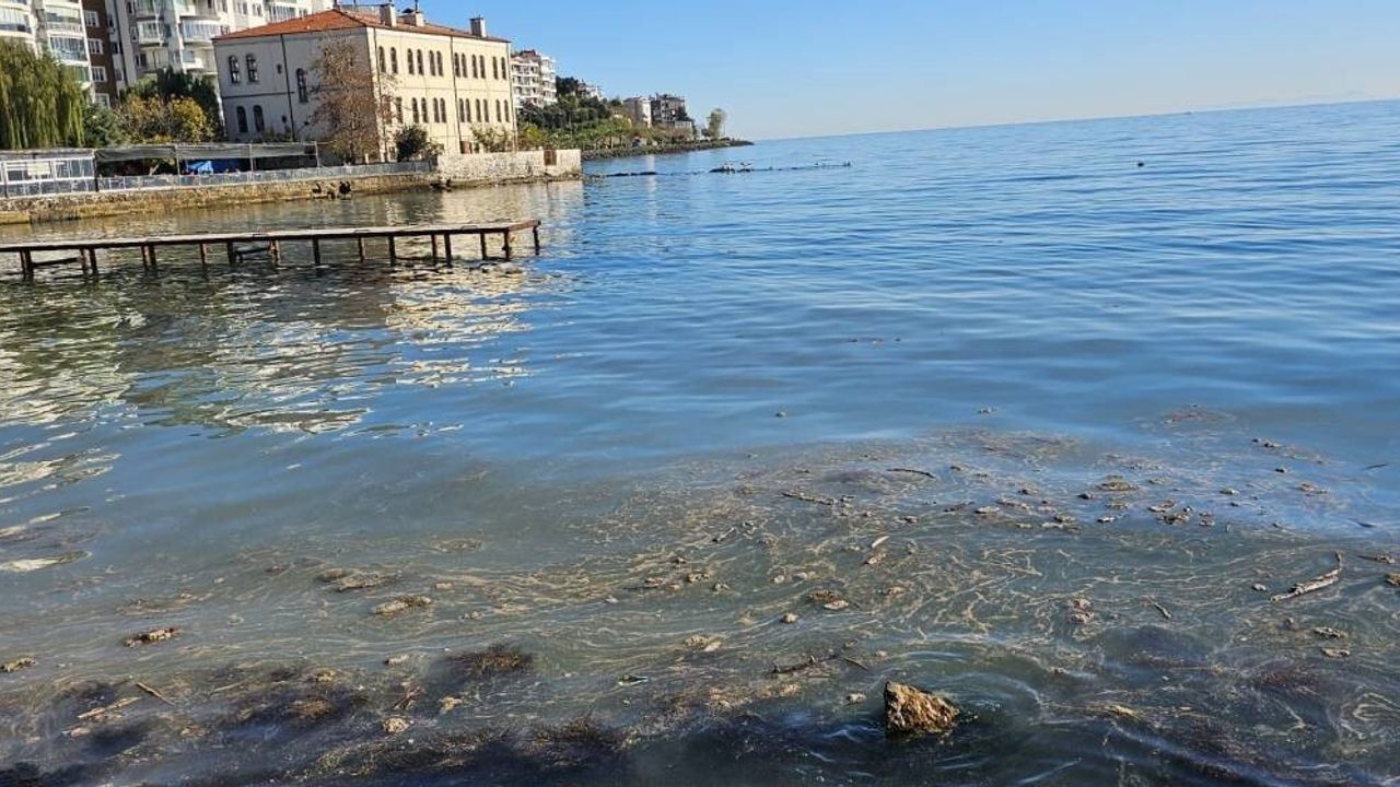 Sinop'ta Deniz Kirliliği Endişesi: Yelken Kulübü Önünde İnceleme