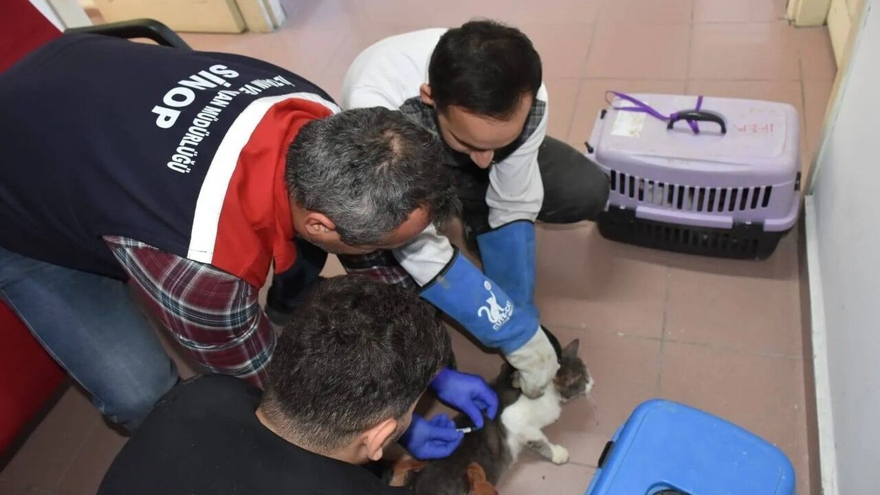 Sinop'ta Hayvan Kimliklendirme: 9.028 Evcil Hayvana Mikroçip ve Pasaport