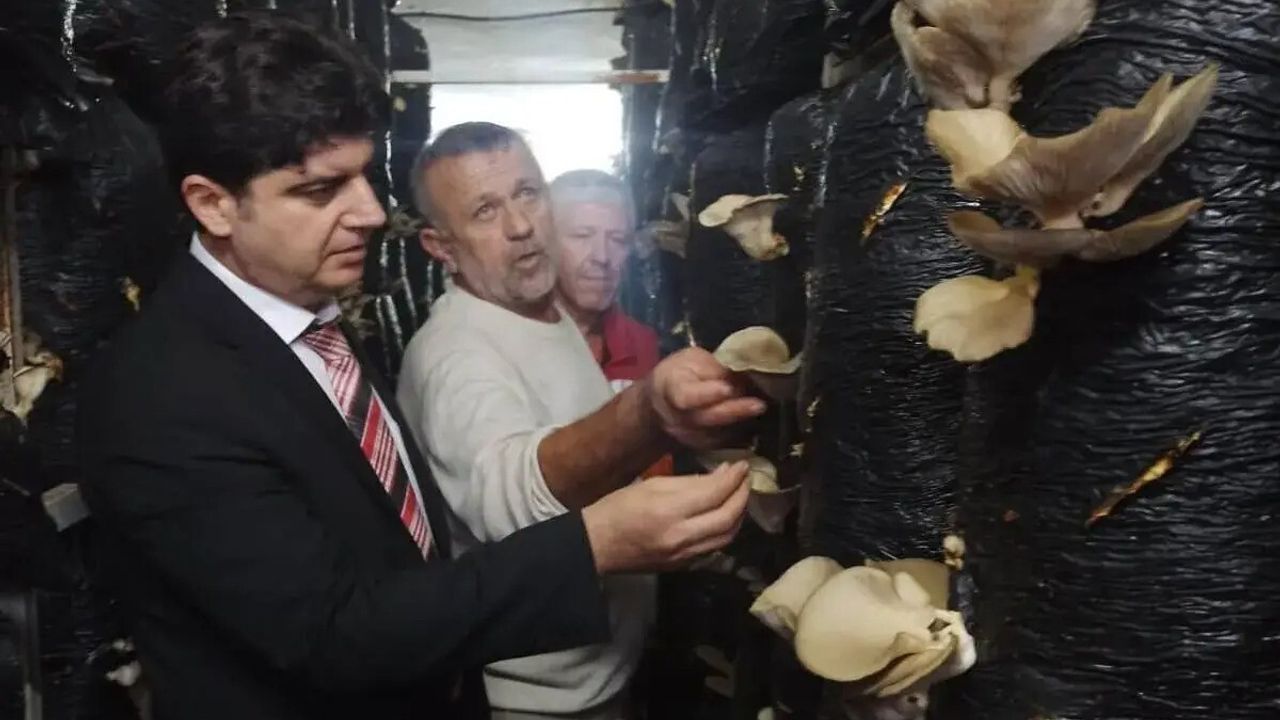 Sinop'ta Mantar Yetiştiriciliği Kursu Kırsalda Üretimi Canlandırıyor