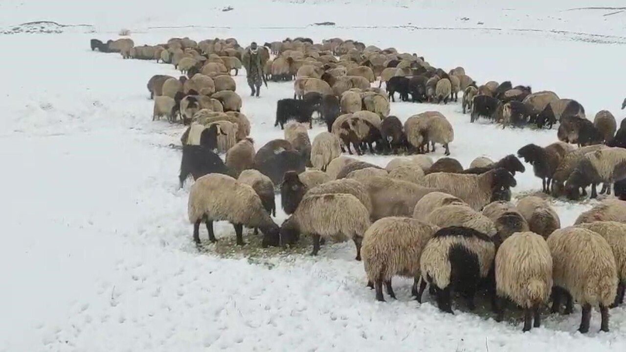 Şırnak’ta 1 Milyonun Üzerinde Küçükbaş Hayvan Kışlaklara İndi
