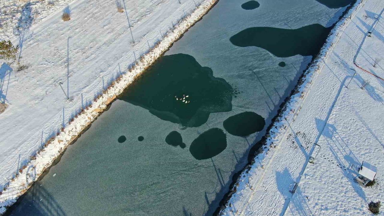 Sivas’ta Hasbahçe Göleti Kısmen Dondu — Ördekler Donmayan Kısımda Yüzüyor