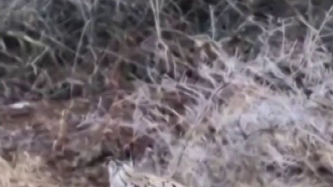 Sivas'ta Vaşak Sürprizi: Zara'da Nadir Tür Cep Telefonuyla Görüntülendi