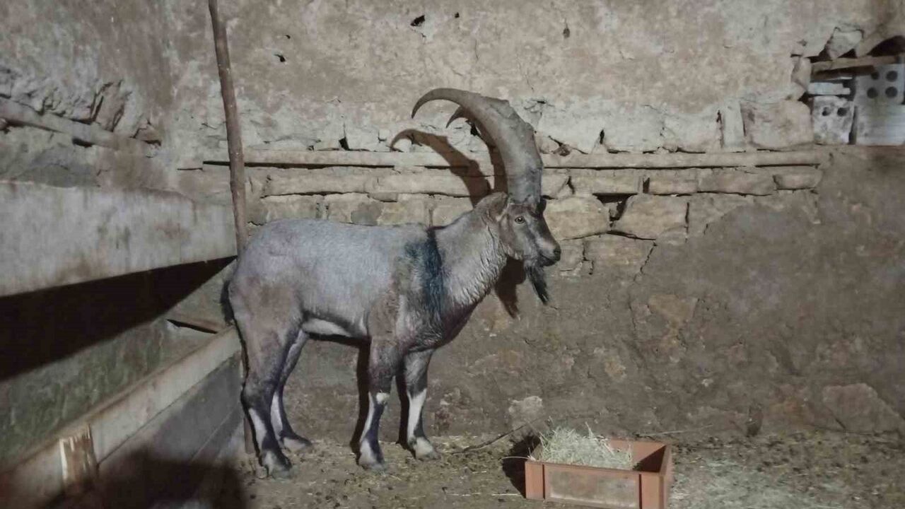 Sivas'ta Yaralı Dağ Keçisi 'Garip' Ailenin Maskotu Oldu