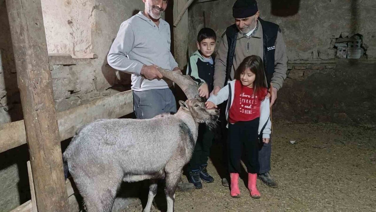 Sivas'ta Yaralı Dağ Keçisi 'Garip' Tedavi Edilip Doğaya Salındı