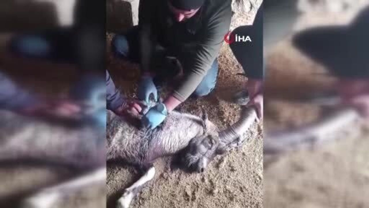 Sivas'ta Yaralı 'Garip' İsimli Dağ Keçisi Tedavi Edilip Doğaya Salındı