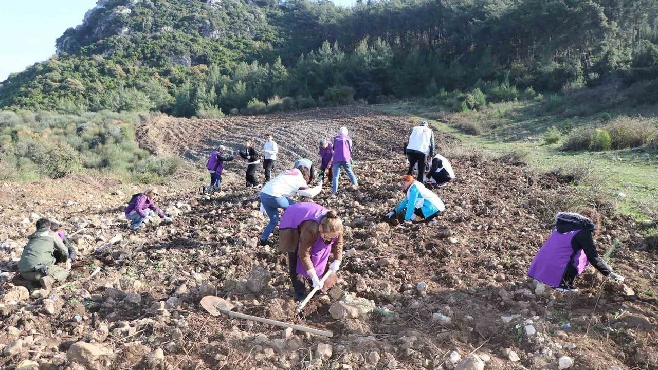 Söke'de Fidanlar Toprakla Buluştu: Kent Konseyi Ağaçlı Gelinkayası'nda Dikti