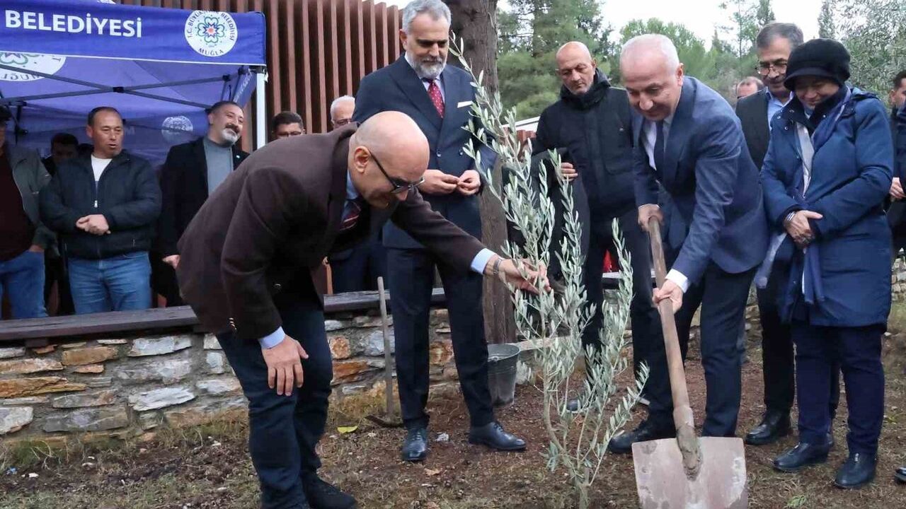 Stratonikeia'da İlk Zeytin Hasat Festivali Yatağan'da Başladı