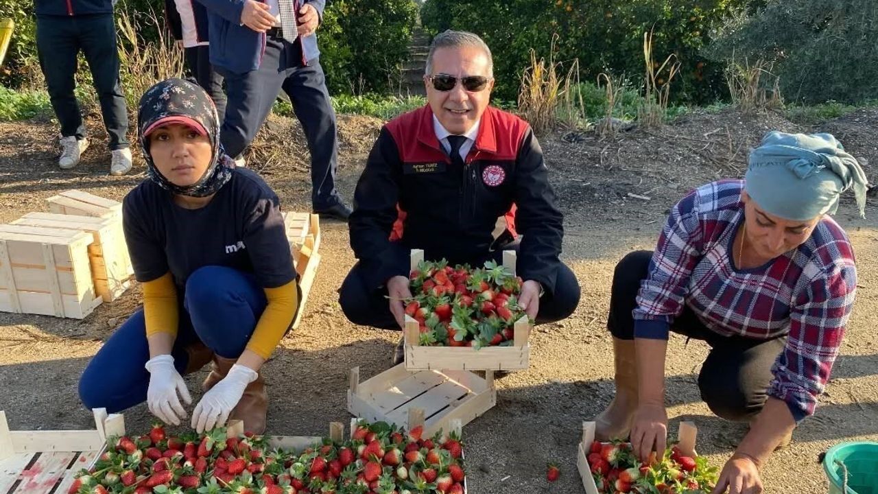 Sultanhisar Çileği 2025 Hasadı Başladı