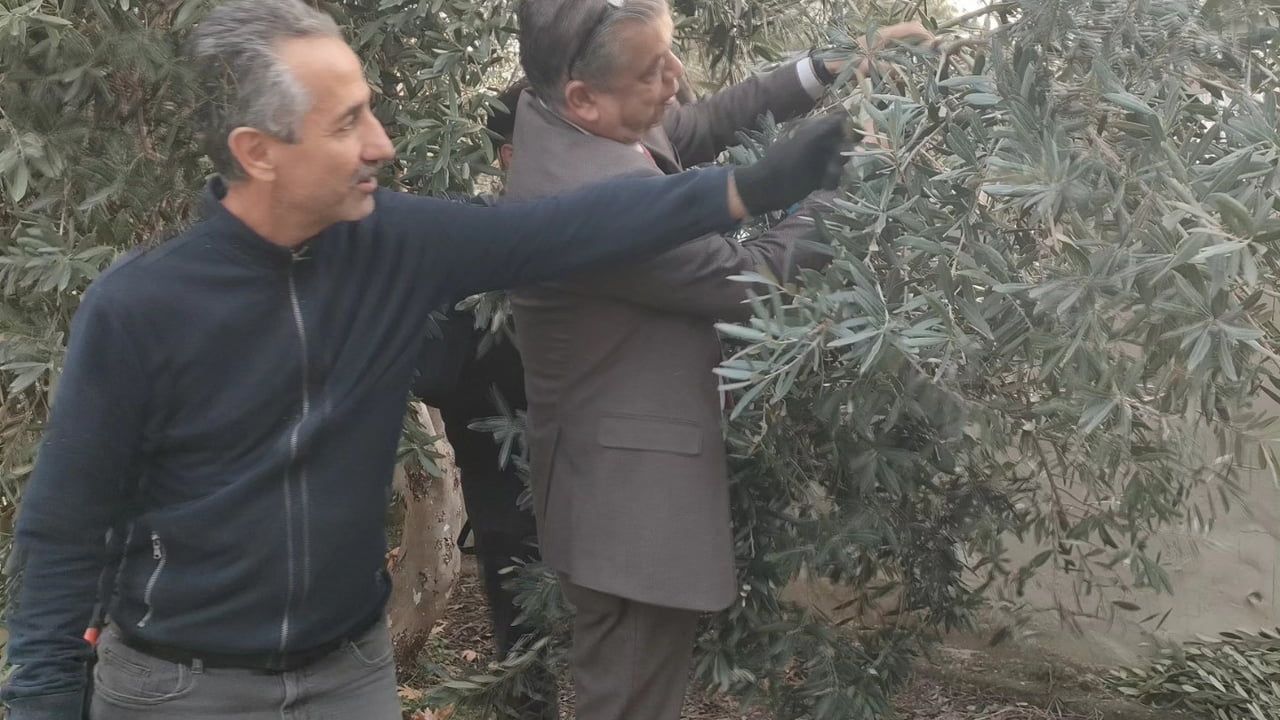 Sultanhisar'da Zeytin Budama Kursu Başladı