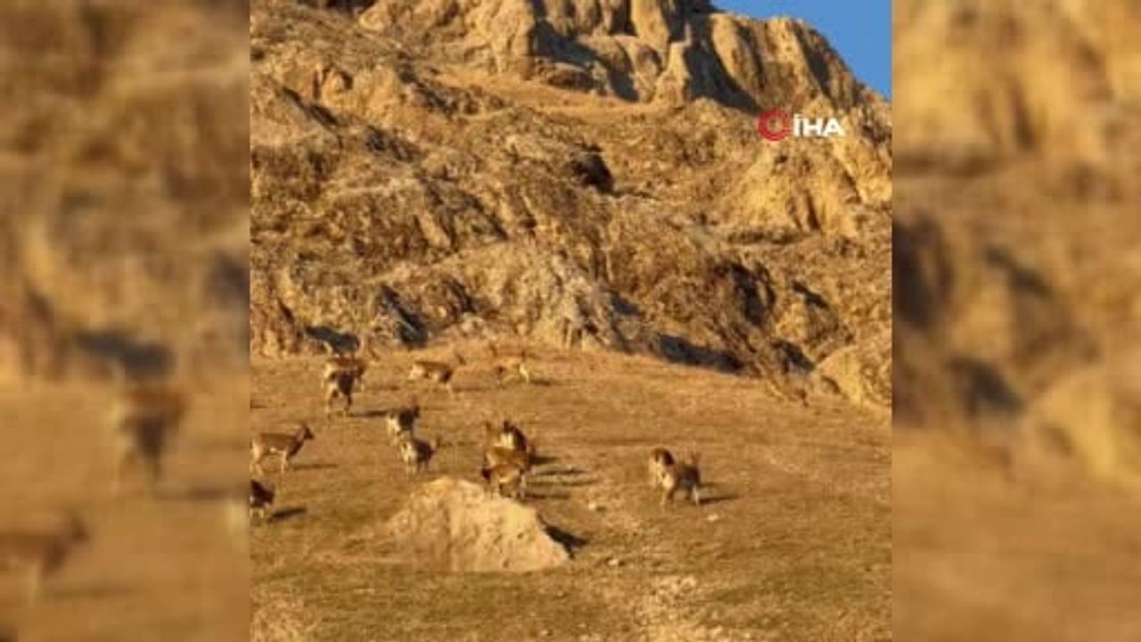 Tarihi Palu Kalesi'nde Sürü Halinde Dağ Keçileri Görüldü