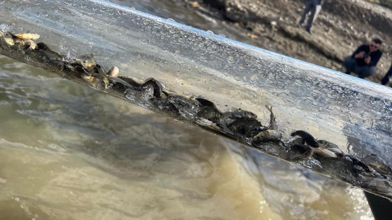 Tarım Bakanı Yumaklı: 2025'te 83 Milyon Balık Denize ve Göllere Bırakıldı