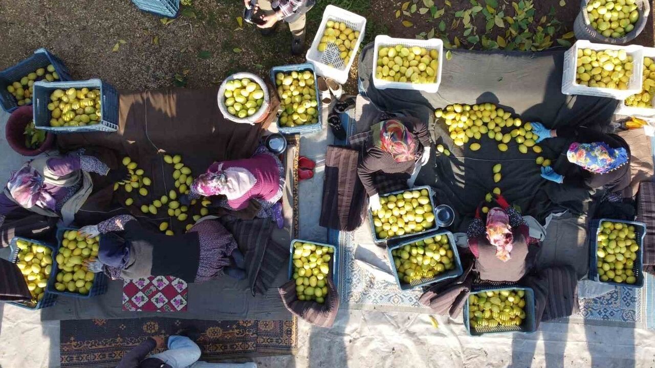 Tarım-ÜFE Kasım 2025: Yıllık %31,45 Artış, Aylık %1,56 Azalış