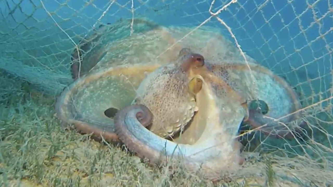 Tarım ve Orman Bakanlığı: Hayalet Ağlarla Mücadelede 420 Milyon m² Tarandı