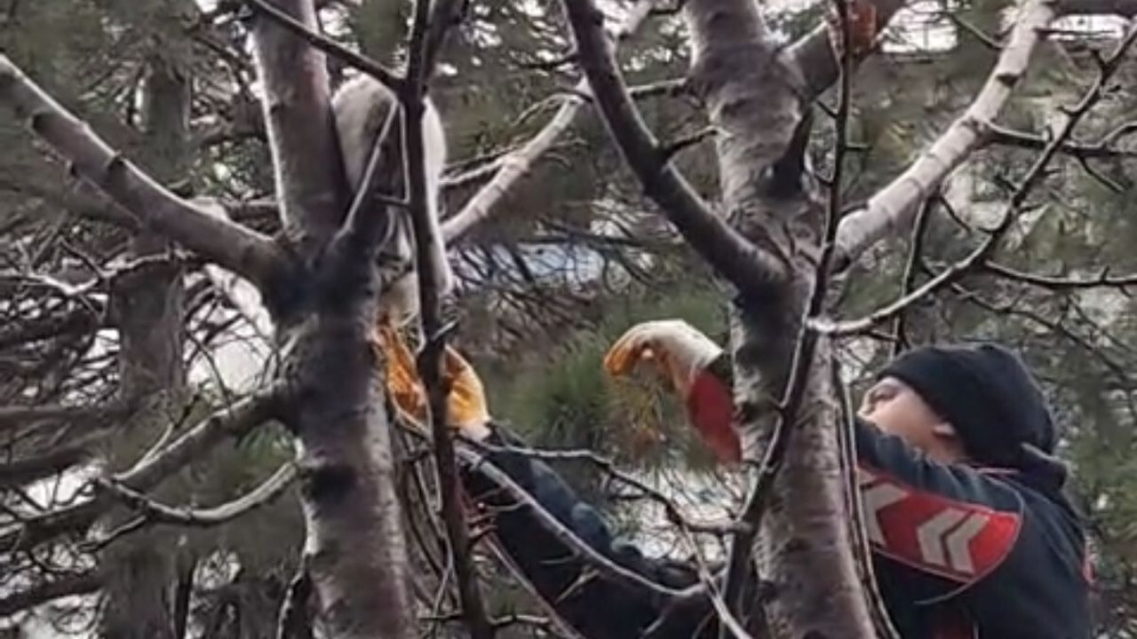Tatvan'da Ağaçta Mahsur Kalan Kedi İtfaiye Tarafından Kurtarıldı