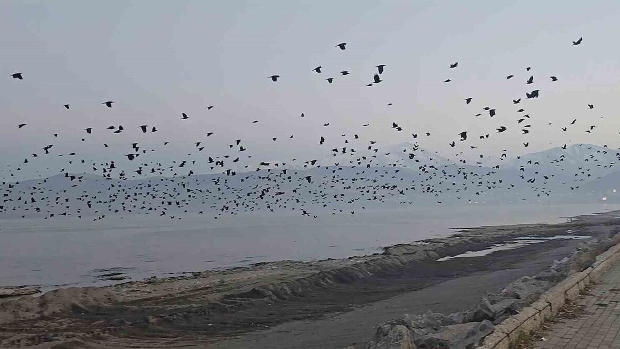 Tatvan'da Binlerce Karga Gökyüzünü Kararttı