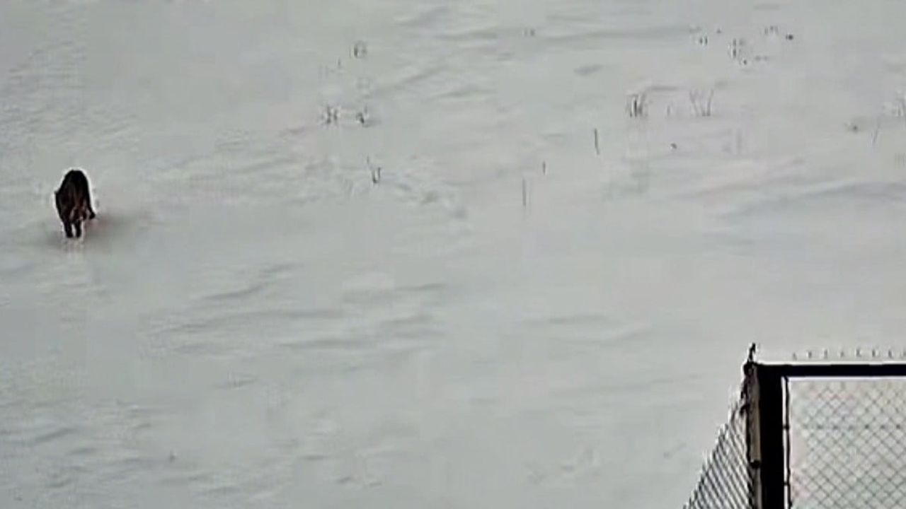 Tatvan'da GES'te Kurt Güvenlik Kamerasına Yansıdı