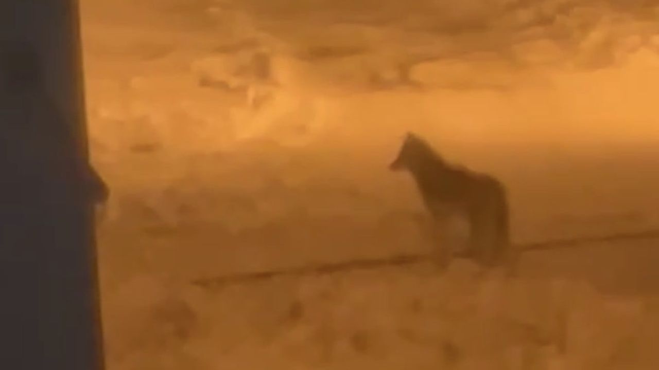 Tatvan'da Kurt Şehir Merkezine İndi