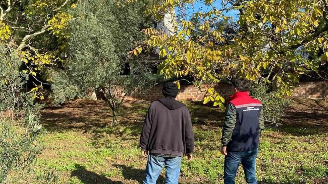 Tekirdağ'da ceviz bahçesinde hastalık ve zararlı kontrolü, ilaç bayileri denetlendi