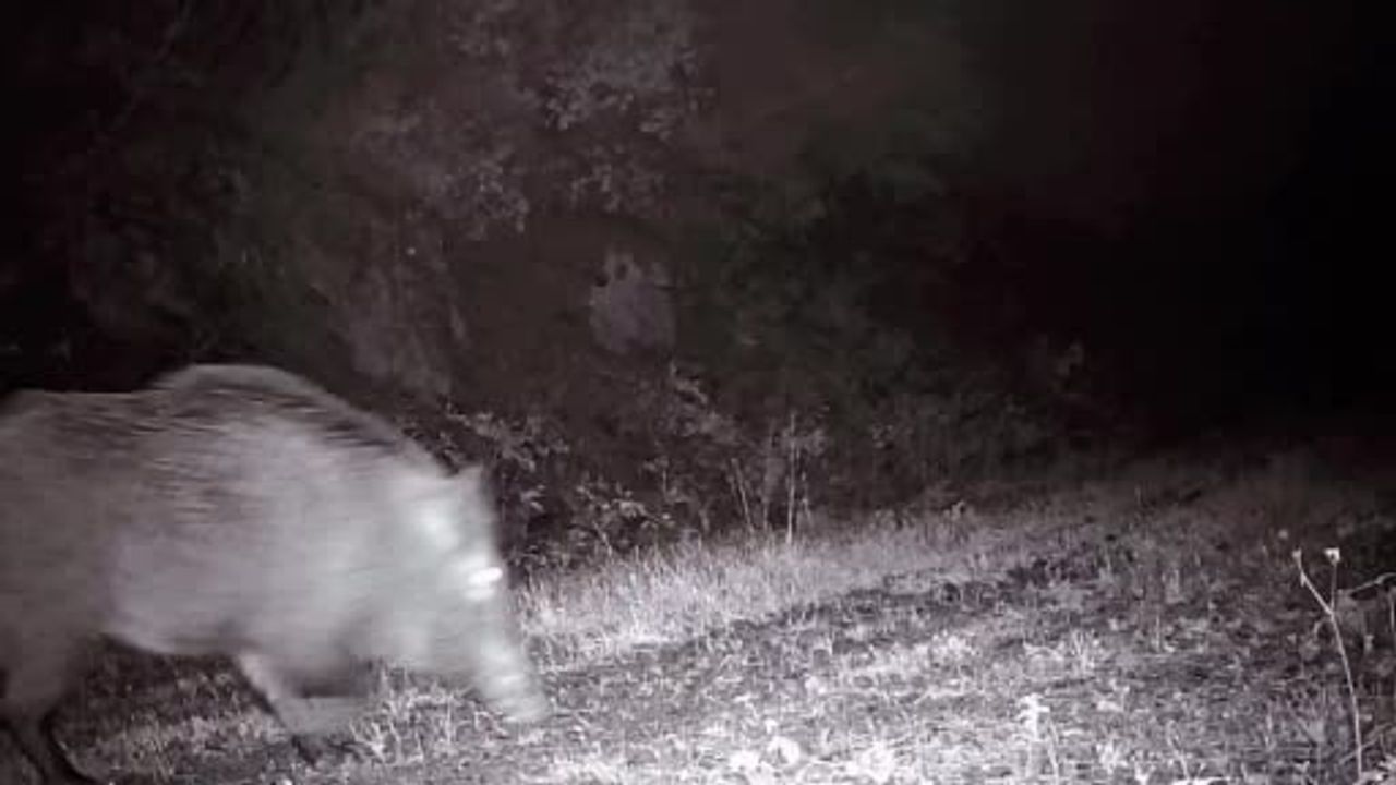 Tekirdağ'da Fotokapana Yansıyan 18 Yaban Domuzu Sürüsü