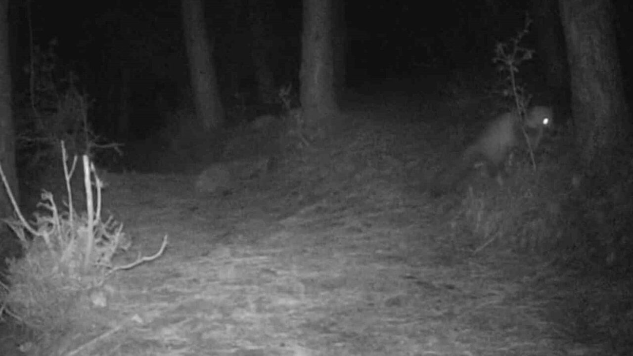 Tekirdağ'da Fotokapana Yansıyan Porsuk ve Kaya Sansarı