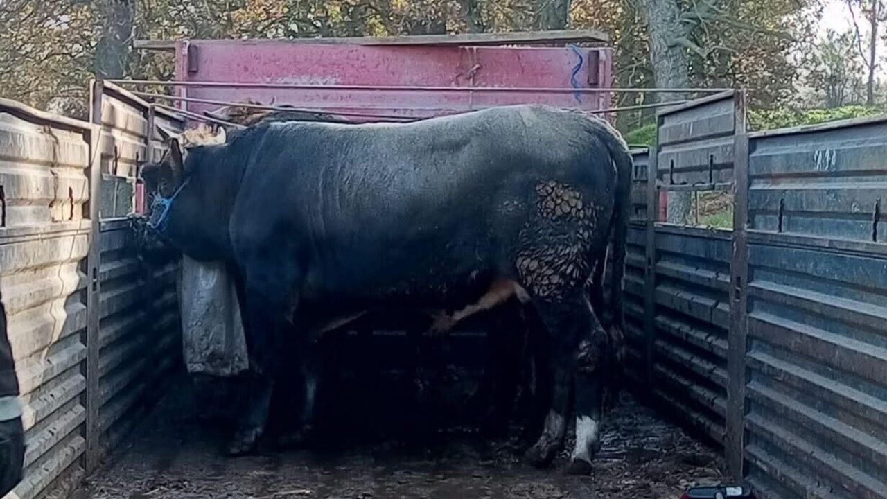 Tekirdağ'da kaçak büyükbaş sevkiyatına 102 bin lira ceza