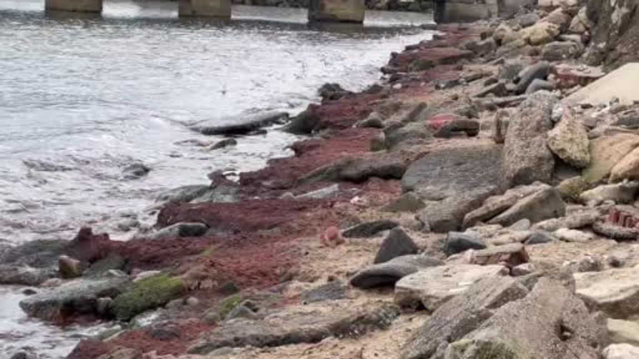 Tekirdağ'da Kuvvetli Poyraz Sahilleri Kırmızı Yosunla Kapladı