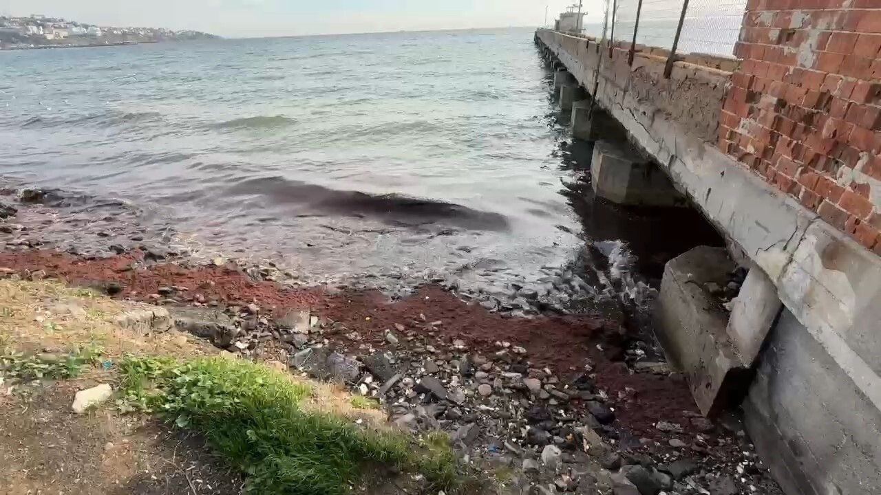 Tekirdağ'da Poyraz Kıyıya Kızıl Yosun Sürükledi