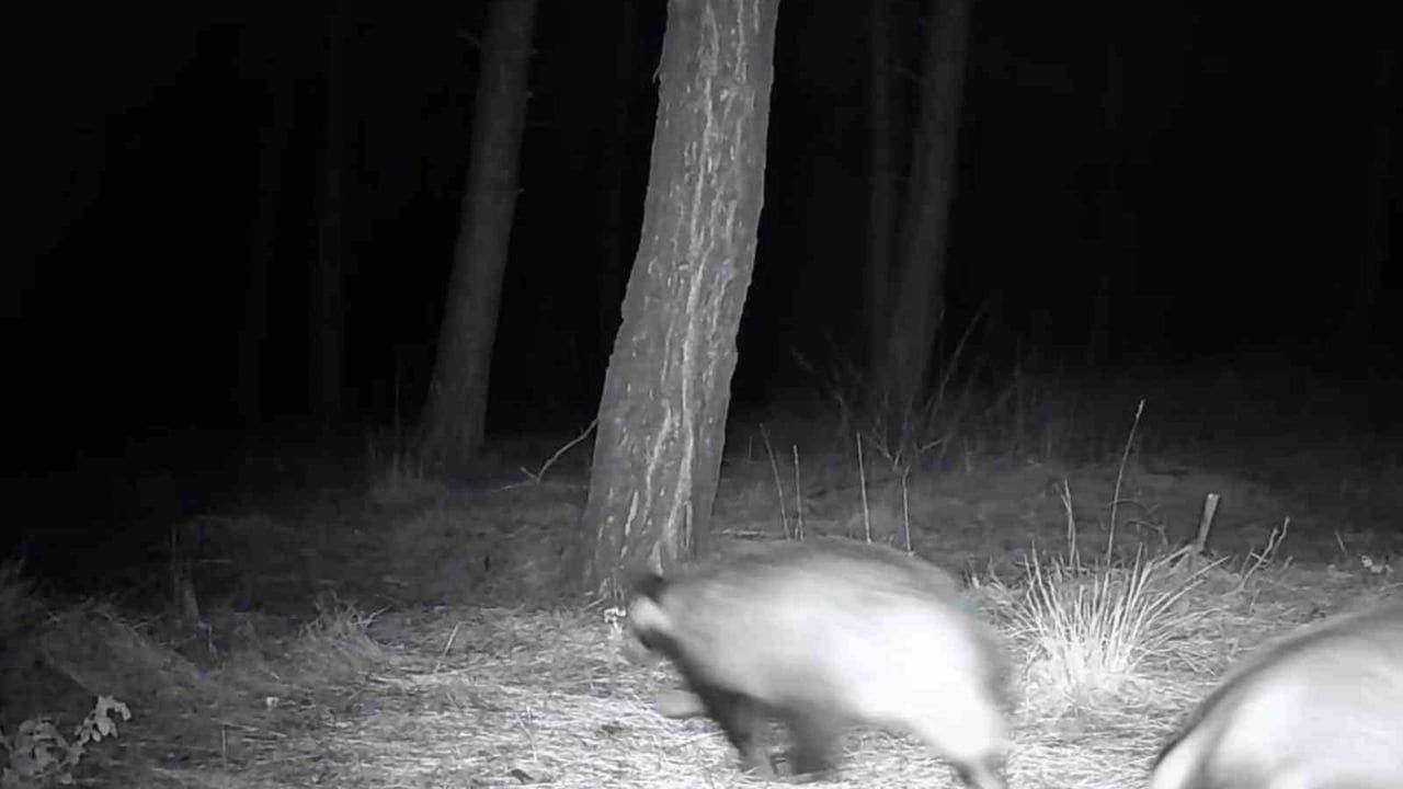 Tekirdağ Ganos Dağı'nda Fotokapanlarla Yaban Hayatı Görüntülendi