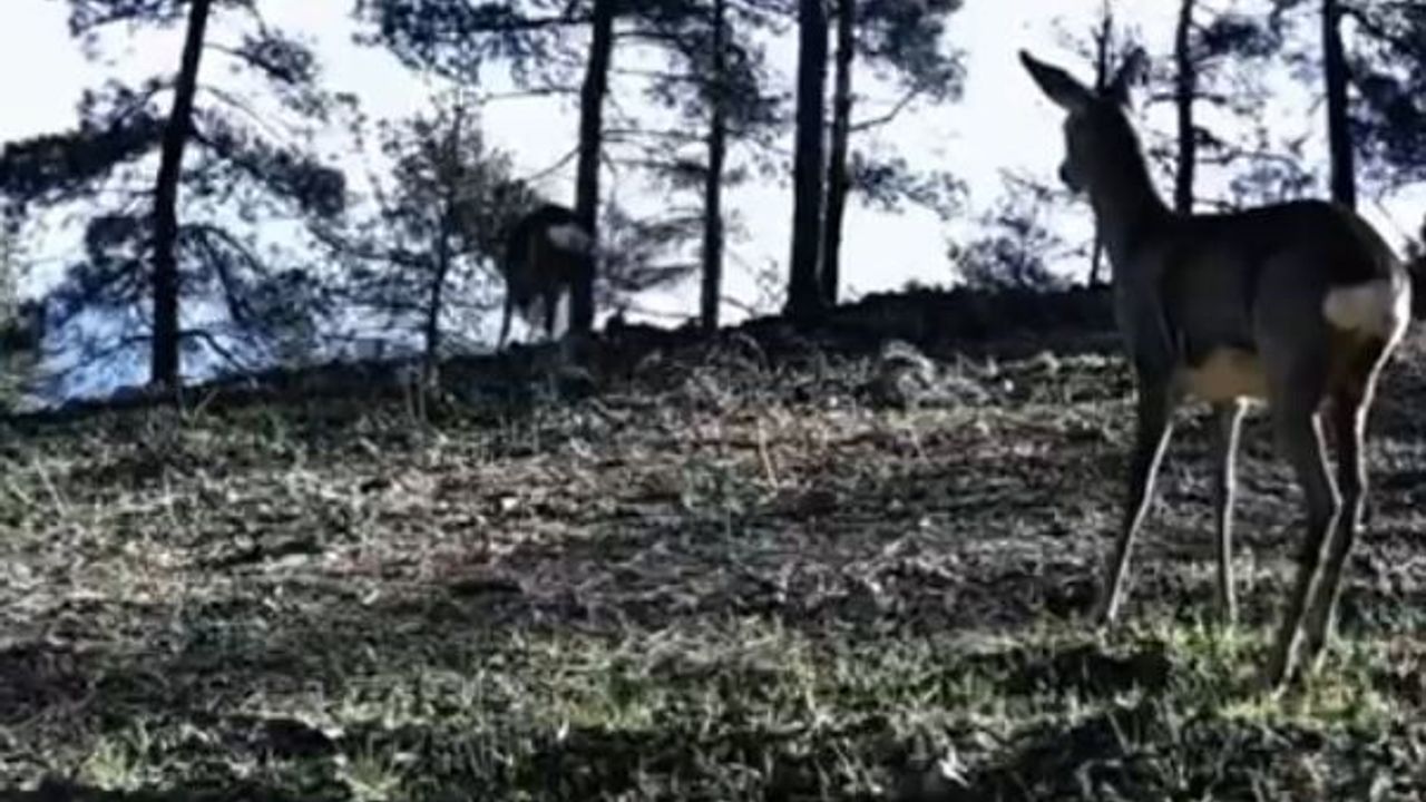 Tekirdağ Ganos Dağları'nda Nadir 'Tek Boynuzlu Karaca' Fotokapana Yansıdı