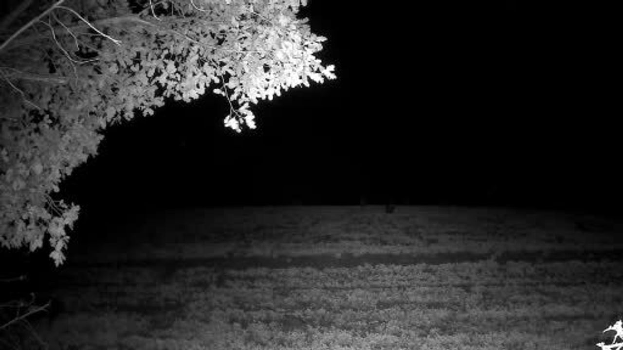 Tekirdağ Ganos Ormanları'nda Yaban Domuzu Sürüleri Fotokapana Yansıdı